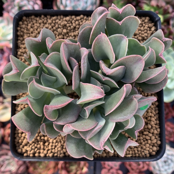 Echeveria 'Black Hawk' 4" Cluster Succulent Plant