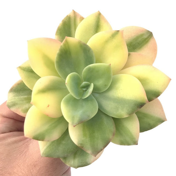 Echeveria 'Hakuhou' Variegated 5" Succulent Plant