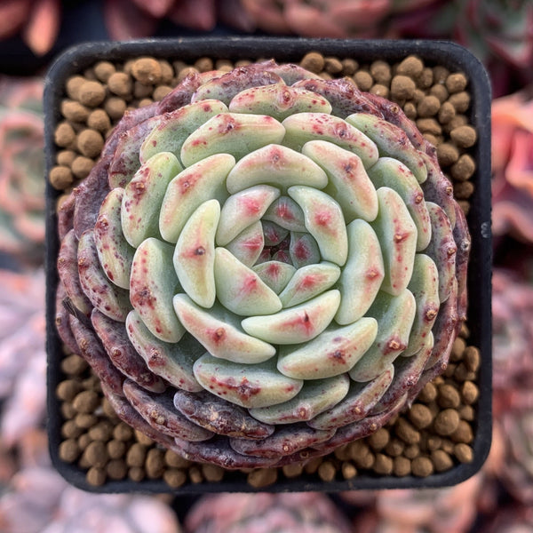 Echeveria 'White Farm' 2" Succulent Plant