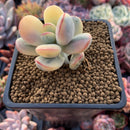 Cotyledon 'Orbiculata' 2" Variegated Succulent Plant