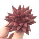 Echeveria Agavoides 'Sirus' 2" Succulent Plant