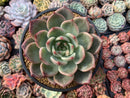 Echeveria Agavoides 'Shallot' 5"-6" Succulent Plant