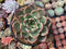 Echeveria Agavoides 'Shallot' 5"-6" Succulent Plant