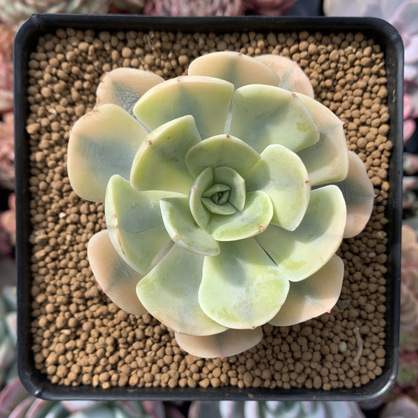 Echeveria Runyonii Variegated (Aka Echeveria 'Akaihosi' Variegated) 3" Succulent Plant