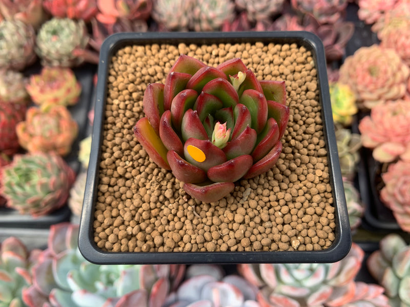 Echeveria Agavoides sp. 2" Succulent Plant