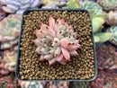 Echeveria 'Zaragoza' 1" Small Succulent Plant