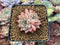 Echeveria 'Zaragoza' 1" Small Succulent Plant