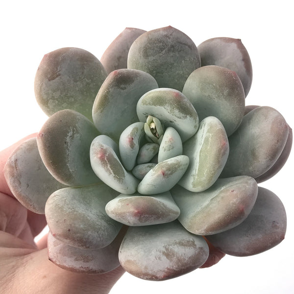 Echeveria 'Pearlberry' Powdery 4" Succulent Plant