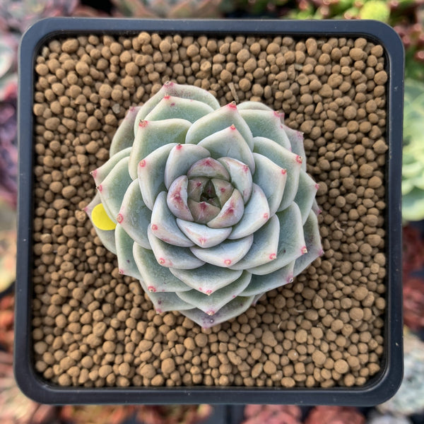 Echeveria 'Red Velvet' 2" Succulent Plant