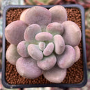 Pachyphytum Oviferum 'Tsukibijin' 2" Succulent Plant