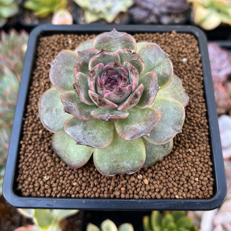 Echeveria Agavoides 'Black Coco' 3" Succulent Plant