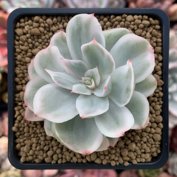 Echeveria 'White Snow' Variegated 2"-3" Succulent Plant