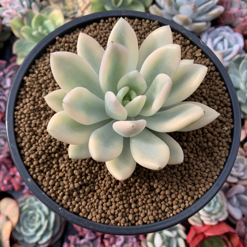 Graptoveria 'Opalina' Variegated 3"-4" Very Rare Succulent Plant