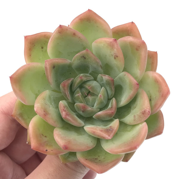 Echeveria sp. 3" Succulent Plant