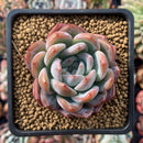 Echeveria 'Star Mark' 3" Succulent Plant