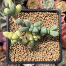 Corpuscalaria 'Lehmannii" Variegated 2" Succulent Plant