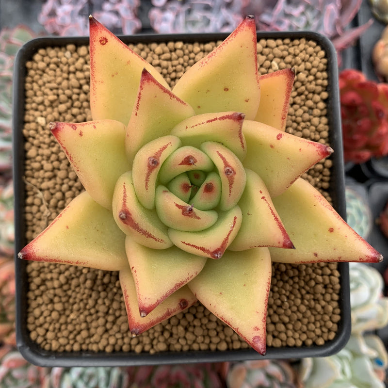 Echeveria Agavoides 'Yellow Ebony' 3"-4" Succulent Plant