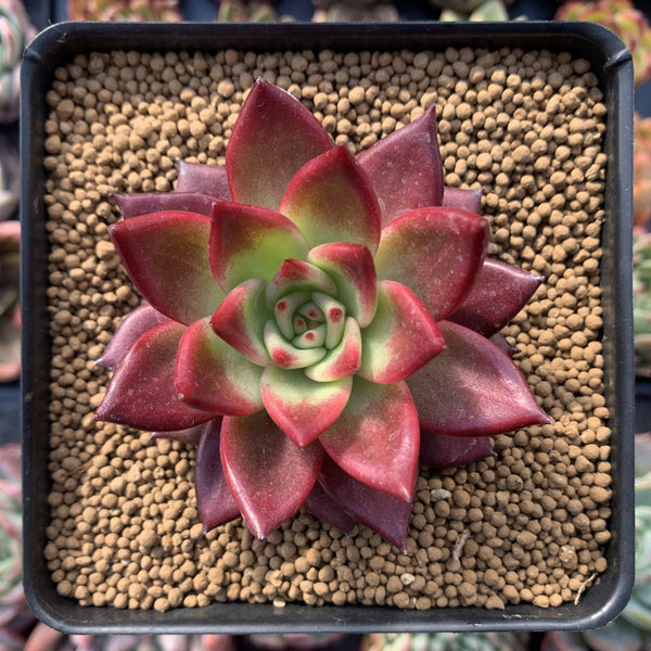 Echeveria Agavoides 'Magic Corona' 3" Succulent Plant