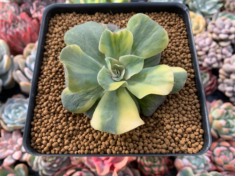 Echeveria 'Butterfly Dot' Variegated 2"-3" Succulent Plant