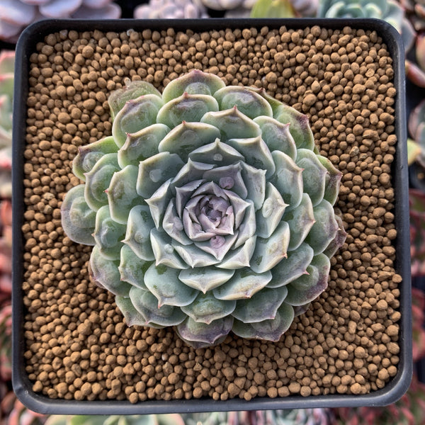 Echeveria 'Hearts Choice' 3"-4" Succulent Plant