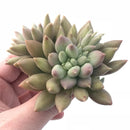 Pachyphytum Finger Light 4” Rare Succulent Plant