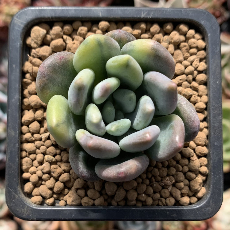 Pachyveria 'Walth' Variegated 2" Rare Succulent Plant