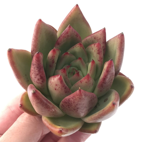 Echeveria Agavoides 'Ebony' Hybrid 3"-4" Succulent Plant