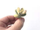 Cotyledon 'Orbiculata' 2" Variegated Succulent Plant