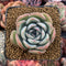 Echeveria sp. 2" Succulent Plant