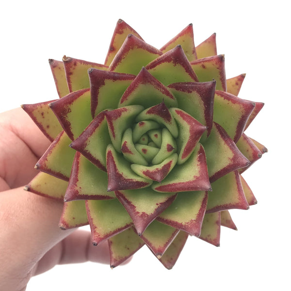 Echeveria Agavoides ‘Orange Ebony’ 4” Rare Succulent Plant