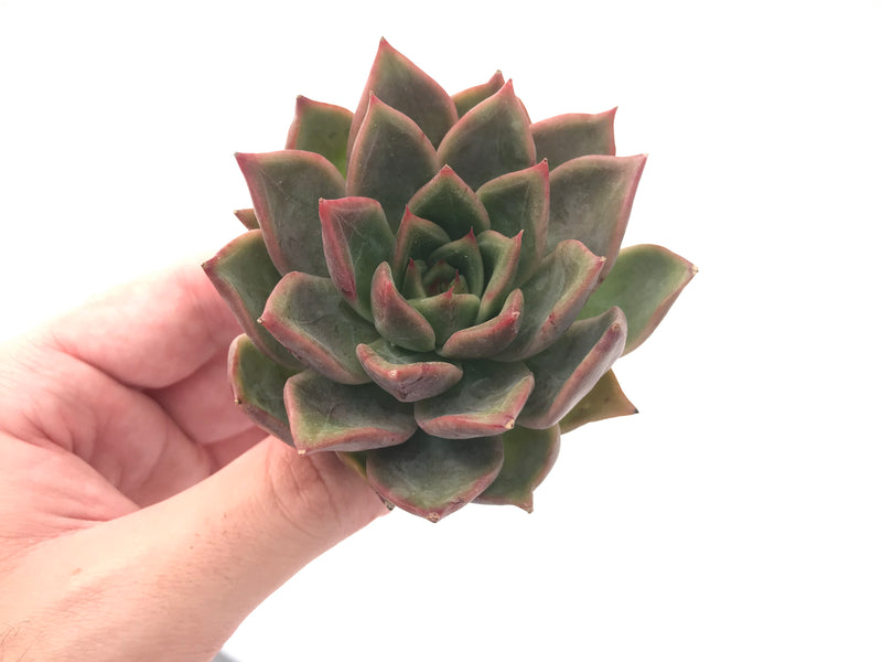 Echeveria sp. 3" Succulent Plant