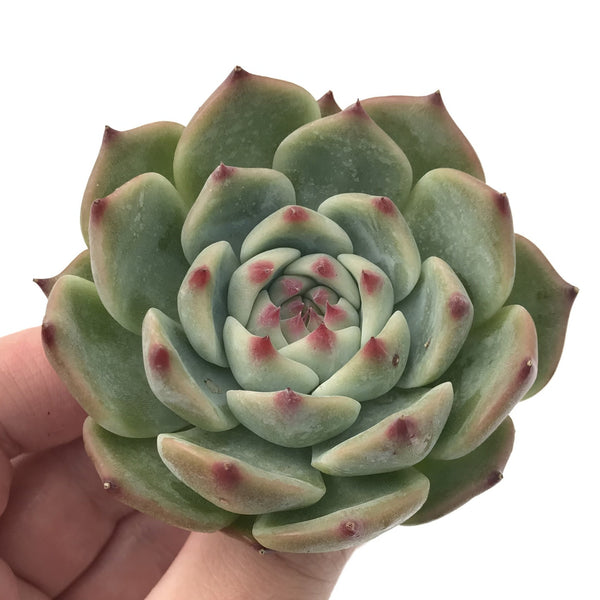 Echeveria 'Chihuahuaensis' 3" Succulent Plant