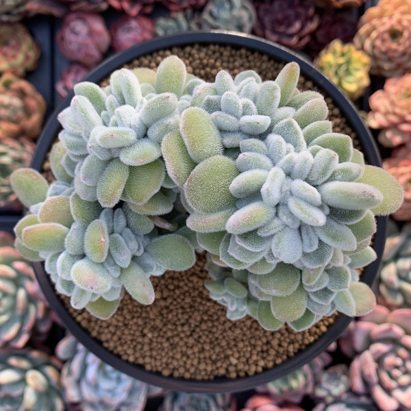 Echeveria 'Pulvinata 'Frosty' Crested 5" Succulent Plant