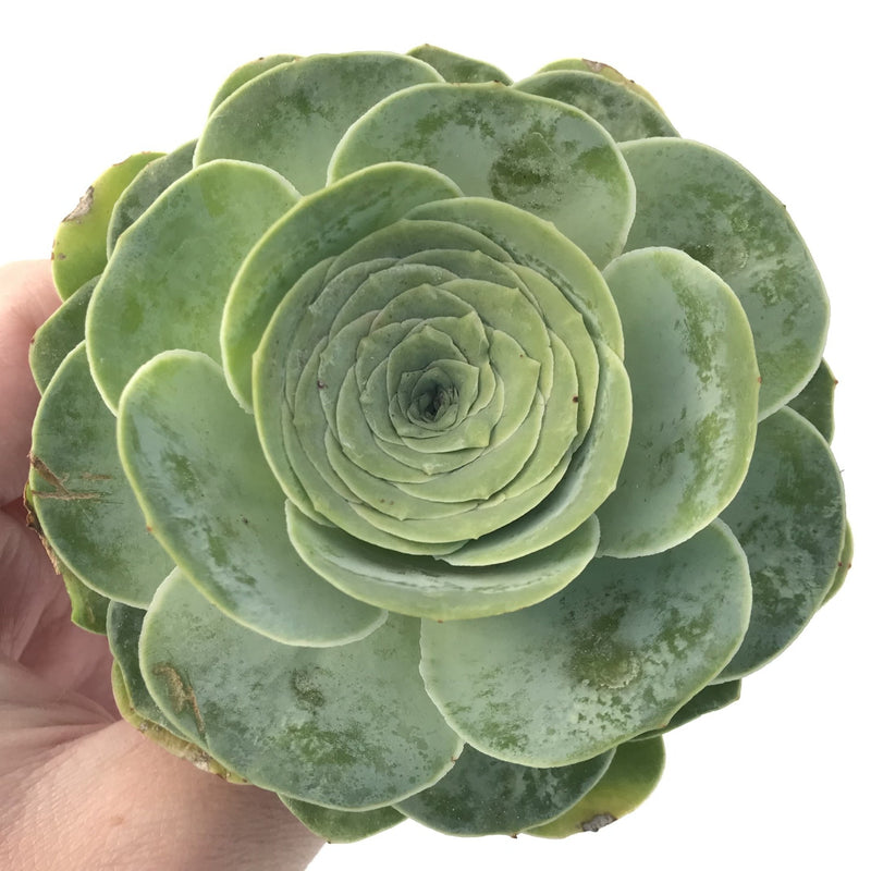 Greenovia Diplocycla Var. Gigantea 3" Succulent Plant