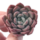 Echeveria 'Ewha' 2" Succulent Plant