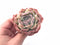 Echeveria ‘Lemon Berry’ 3” Rare Succulent Plant