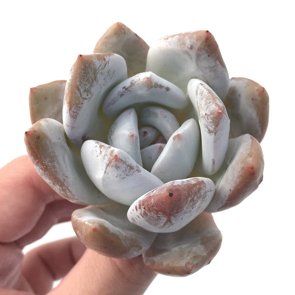 Echeveria 'Ivory' 1"-2" Powdery Succulent Plant