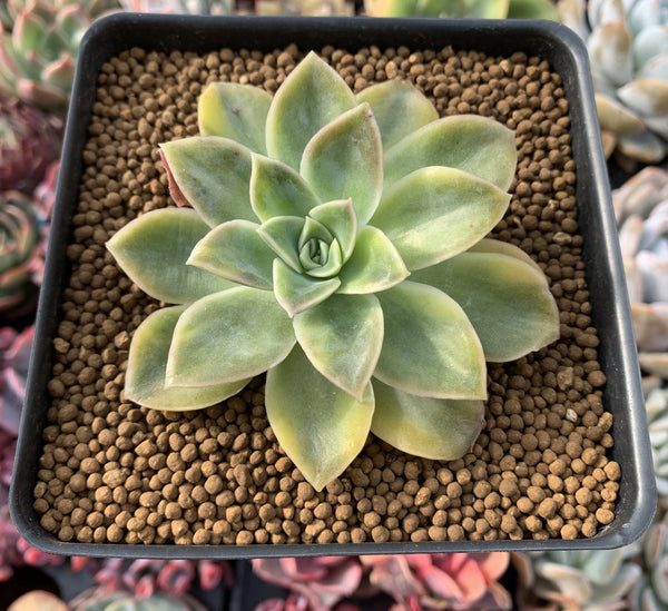 Graptoveria 'Harry Watson' Variegated 4" Succulent Plant