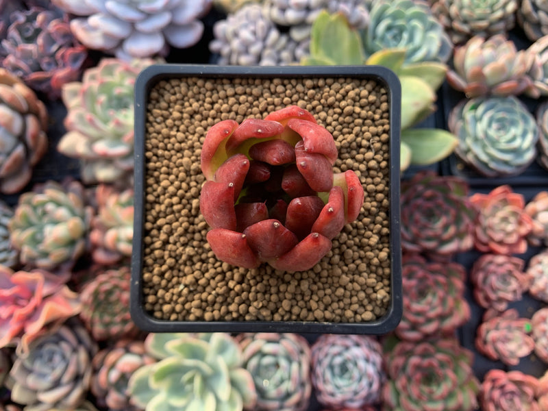 Echeveria Agavoides 'Frank Reinalt' 2" Succulent Plant