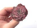 Echeveria 'Lovely' 3" Succulent Plant