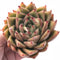 Echeveria Agavoides Maria 4” Rare Succulent Plant