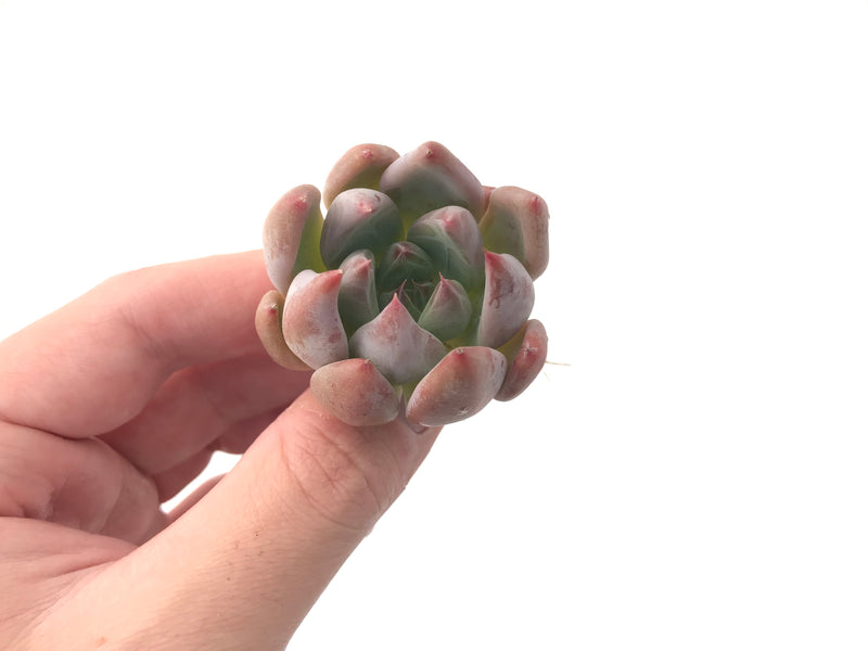 Echeveria 'Pena' New Hybrid 1" Succulent Plant