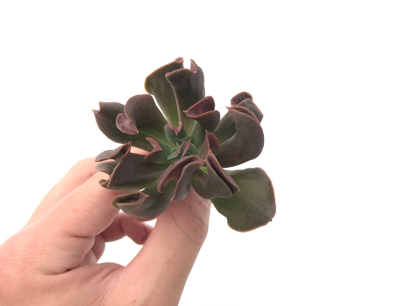 Echeveria 'Black Hawk' 3" Succulent Plant