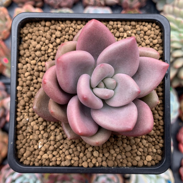 Graptoveria 'Ruby Donna' 2" Succulent Plant