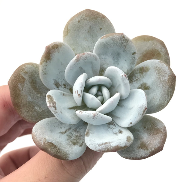 Echeveria 'Laui' 2" Succulent Plant