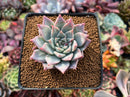 Echeveria 'Anchez Mejoradae' 2" Powdery Seed-grown Succulent Plant