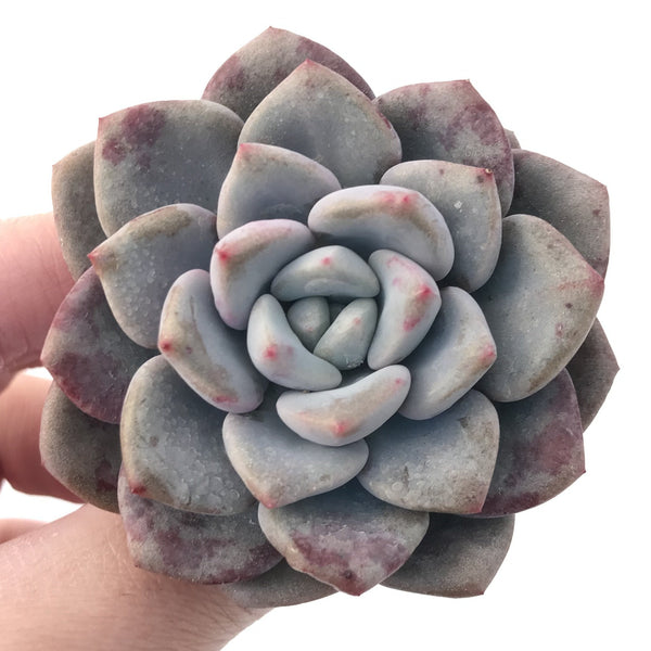 Echeveria 'Amore' 2"-3" Powdery Succulent Plant