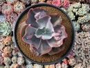 Echeveria 'Frill' sp. 6"+ Large Succulent Plant