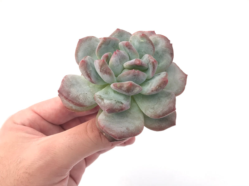 Echeveria 'Orange Monroe' Bifurcated 3" Powdery Succulent Plant