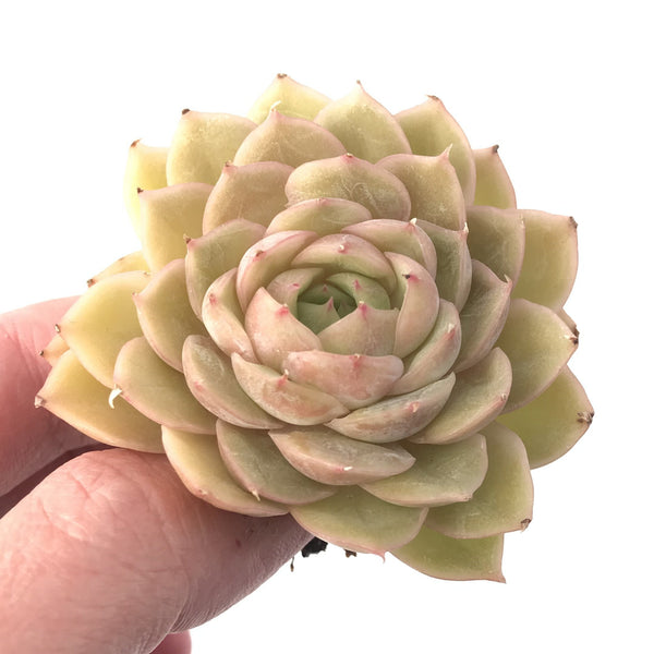 Echeveria 'Onslow' 2" Succulent Plant